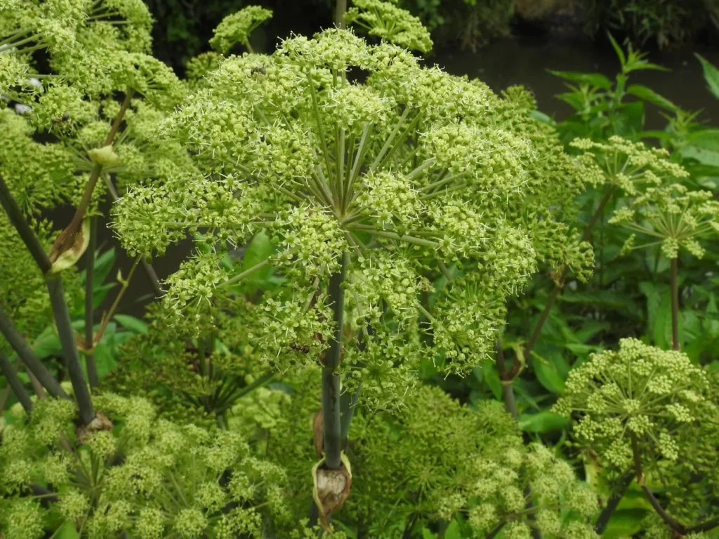 angelica root- best herbs for sinus infections