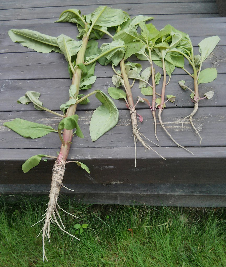 burdock root- best herbs for sinus infection