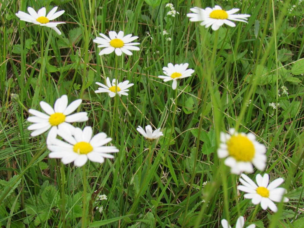 chamomile- best herbs for sinus infection