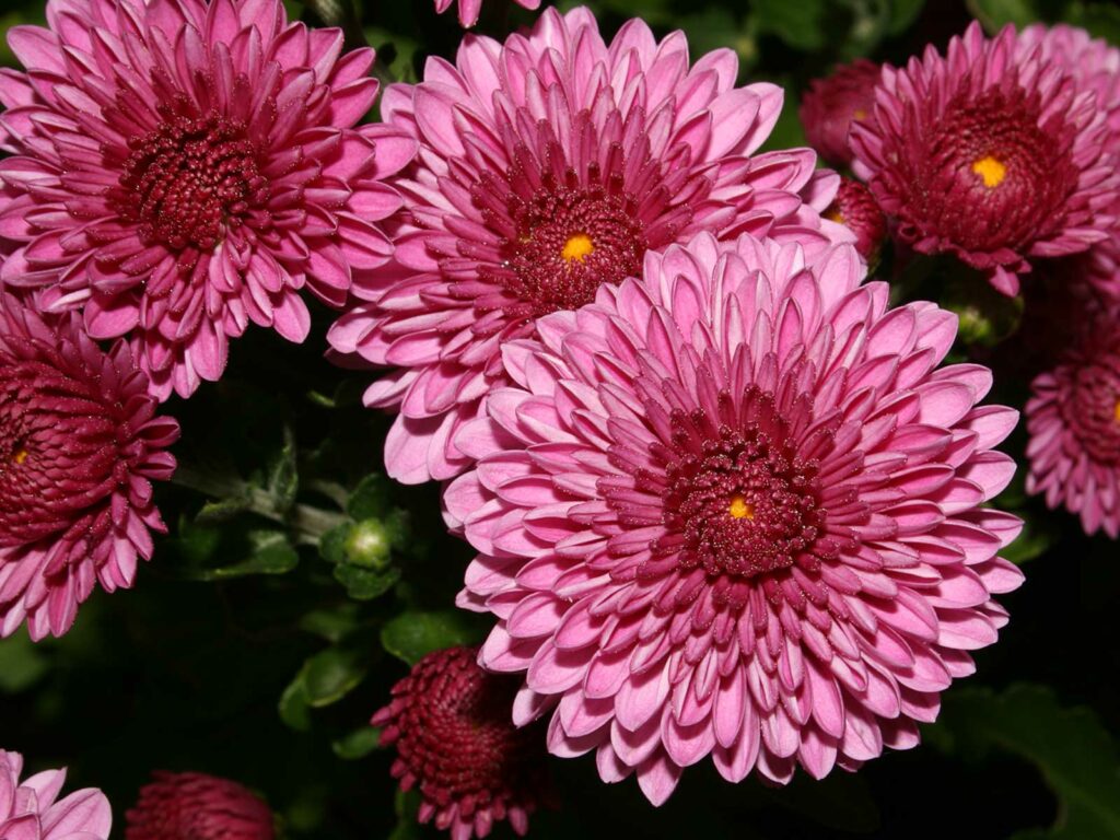 chrysanthemum- best herbs for sinus infections