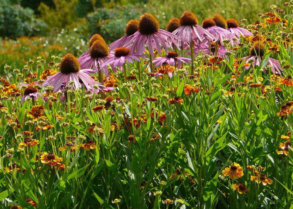 echinacea- best herbs for sinus infections