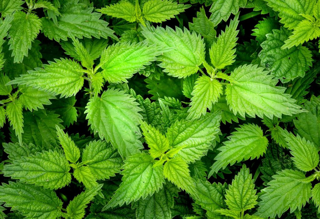 nettle- best herbs for sinus infections