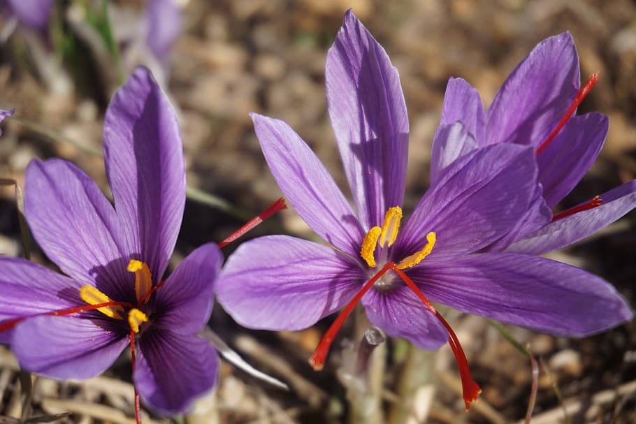 saffron- best herbs for sinus infections