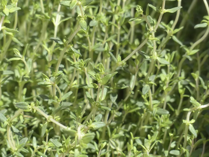 thyme- best herbs for sinus infections