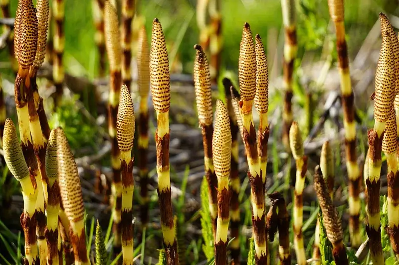 horsetail- natural home remedies for urine infection