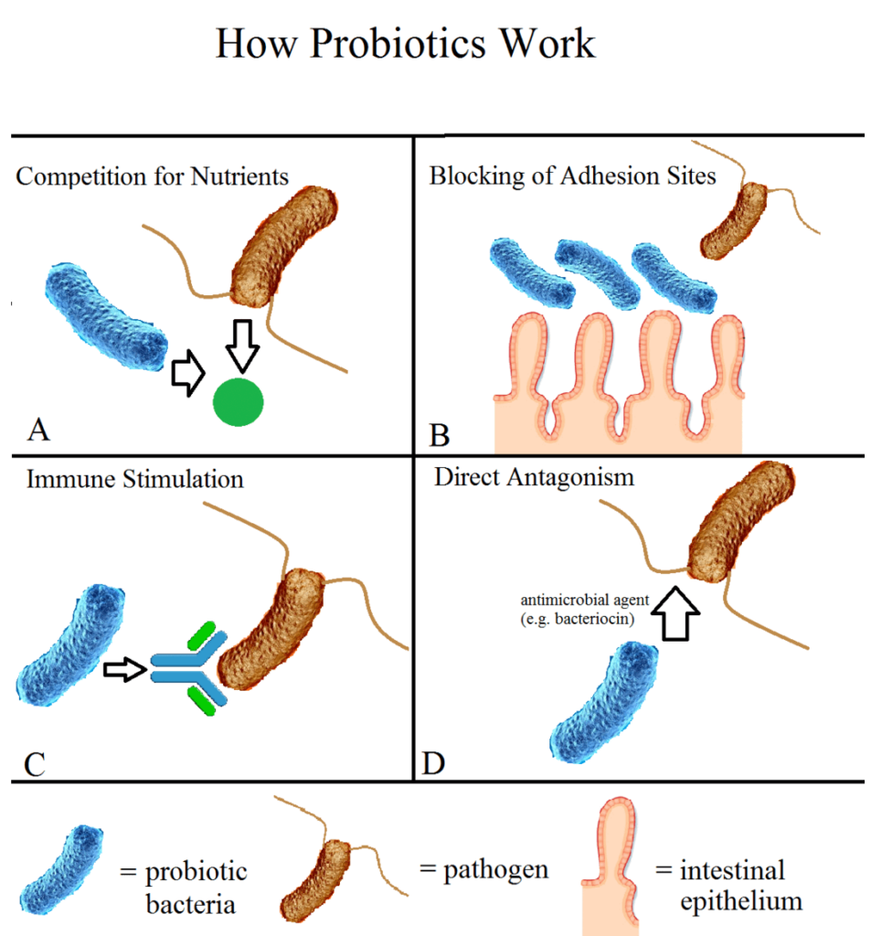 how probiotics work- lactobacilli probiotics for uti